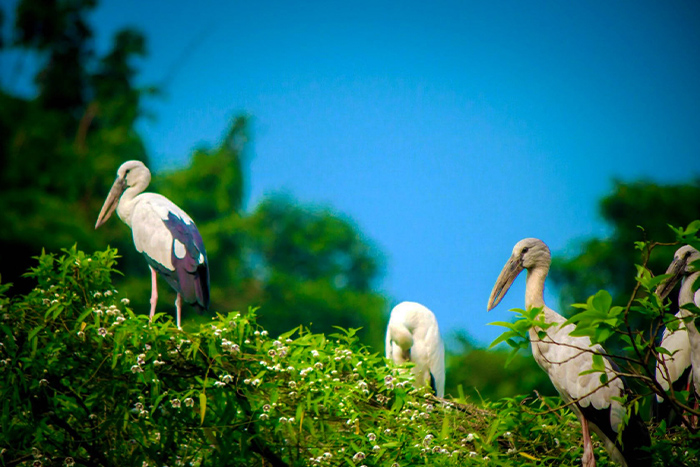 Thung Nham, Bird Park